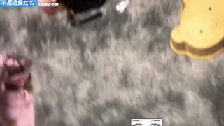 真实炮机调教母狗人妻-40多岁的少妇母狗出轨被暴力调教